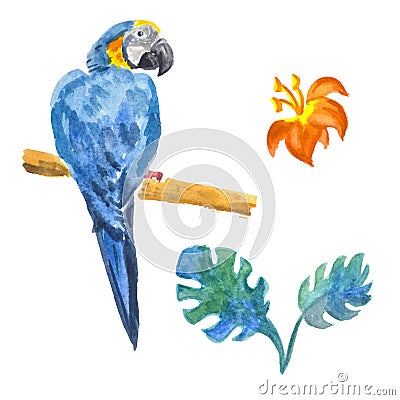 Beautiful exotic bird - macaw parrots. Watercolor sketch isolated on white background Cartoon Illustration