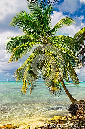 Beautiful exotic Caribbean coast with amazing palm tree, Dominican Republic, Stock Photo