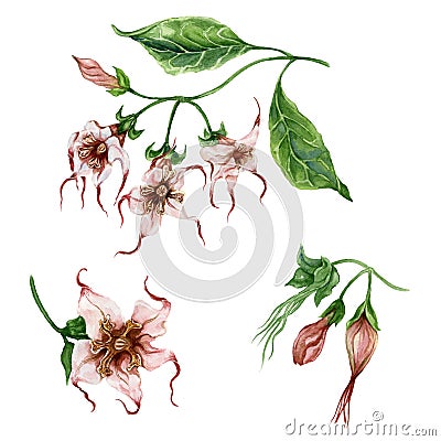 Beautiful exotic floral set Strophanthus or Spider tresses flowers on twig with leaves. Isolated on white background. Cartoon Illustration