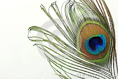 Beautiful exotic peacock feather Stock Photo