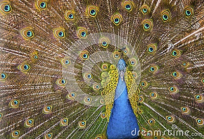 Beautiful exotic peacock Stock Photo