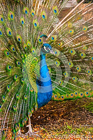 Beautiful exotic peacock Stock Photo