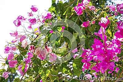 Exotic pink flowers bougainvillea Stock Photo