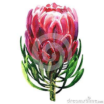 Beautiful exotic red queen protea plant, pink flower blossom, isolated, hand drawn watercolor illustration on white Cartoon Illustration