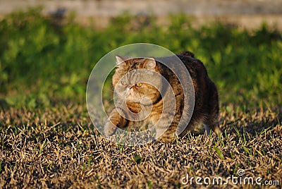 Beautiful exotic shorthair cat Stock Photo