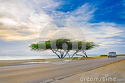Beautiful exotic Tree under the magic golden hour Editorial Stock Photo