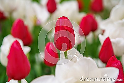 Beautiful exotic tulip flowers cultivated in Netherlands garden Stock Photo