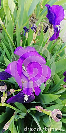 Background. Living miracle. Exquisite iris flower on the background of green leaves and grass Stock Photo