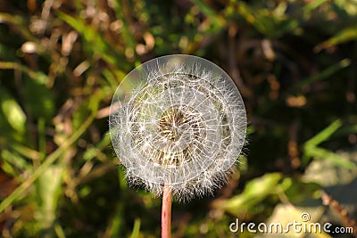 Beautiful exquisite gentle dandelion in the meadow Stock Photo