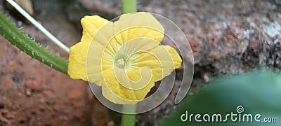 Beautiful and Extraordinary Yellow Flowers Stock Photo