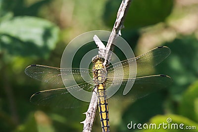 A beautiful extreme closeup shot of a Broad Bodied Dragonfly Stock Photo