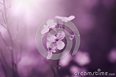 Beautiful fabulous purple flower background. Natural. Details of purple flowers macro photography Stock Photo