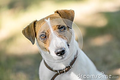 A beautiful face of dog Jack Russell Terrier looking with curiosity into camera sitting on grass. Blurred background Stock Photo