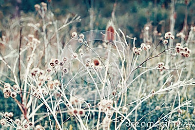 Beautiful fairy dreamy magic burdock thorns, toned with instagram vsco filter in retro vintage color pastel washed out style Stock Photo