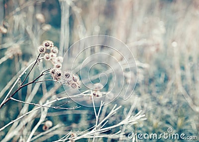 Beautiful fairy dreamy magic burdock thorns, toned with instagram vsco filter in retro vintage color pastel washed out style Stock Photo