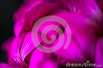 Beautiful fairy dreamy magic pink purple flowers on faded blurry background Stock Photo