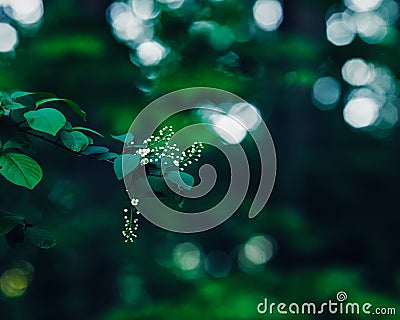 Beautiful fairy dreamy magic white jasmine or cherry flowers on tree branch in forest with dark green leaves Stock Photo