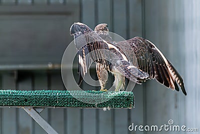 Beautiful falcon Stock Photo