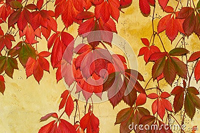 Beautiful Fall Colors gracing the Walls of a Winery Stock Photo