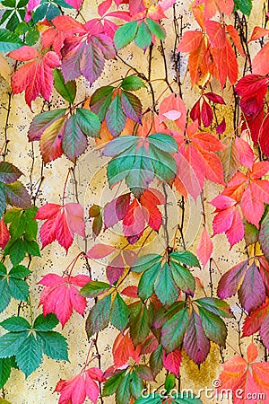 Stunning Fall Colors on a Wall in Napa Valley Stock Photo