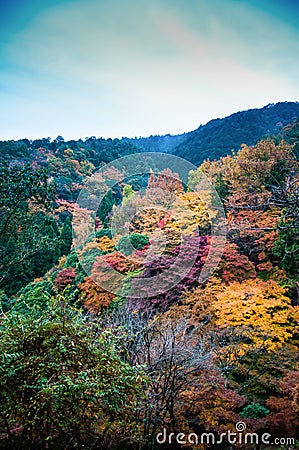 Beautiful Fall Foliage in the morning fog Arashiyama, Kyoto, Stock Photo