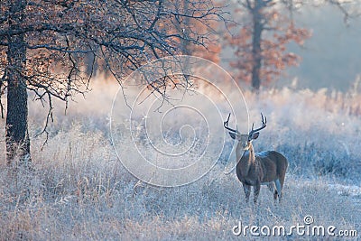 Beautiful fall landscape photograph with whitetail buck Stock Photo