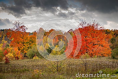 Beautiful fall trees Stock Photo