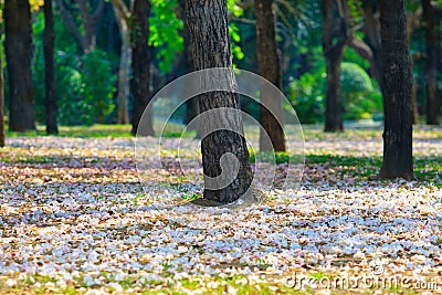 Beautiful of falling Pink Trumpet shrub flowers blooming on grou Stock Photo