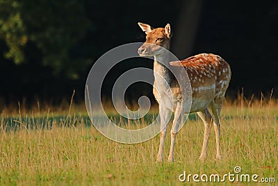 Fallow deer female on pasture Stock Photo