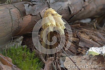 beautiful plant of pine forests. swirls of flower hungs on unusual folded stem, as if rolled into a tube. spotty fly sits on a to Stock Photo