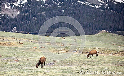 A Herd of Elk Grazing on an Alpine Meadow at Rocky Mountain National Park in Colorado Stock Photo