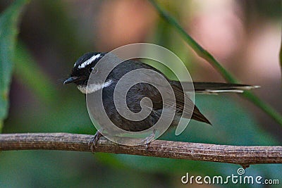 beautiful fantail birds Stock Photo