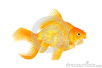 Beautiful fantail goldfish Stock Photo