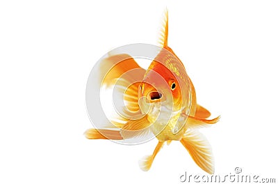 Beautiful fantail goldfish Stock Photo