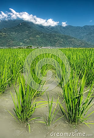 Beautiful farmland of rice in the water Stock Photo