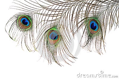 Beautiful feather of a peacock isolated on white Stock Photo