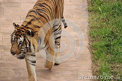 Beautiful feline bengal tiger dangerous stripes big claws fangs Stock Photo