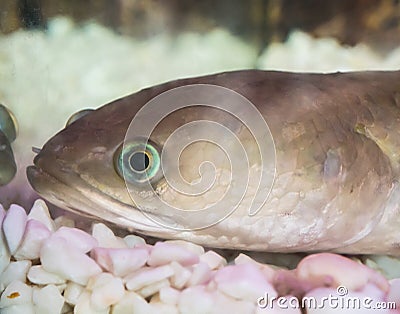 Female Channa striata striped snakehead fish head in close up at a fish tank. Stock Photo