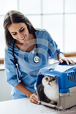 Doctor veterinarian at clinic Stock Photo