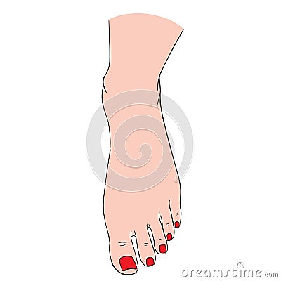 Beautiful female feet barefoot sketch. Black-and-white outline sketch. A design element for spa, manicure or cosmetics. Vector Illustration