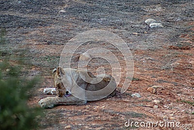 Beautiful female lion, free in african safari private game reserve, sitting and licking its paws Stock Photo