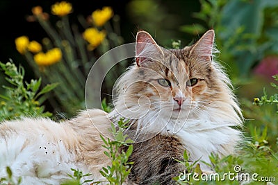 A beautiful female norwegian forest cat lying in grass with some trash in her coat Stock Photo