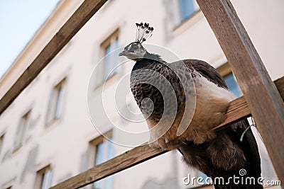 Beautiful female peacock with crest on the head sitting on the fence. Stock Photo