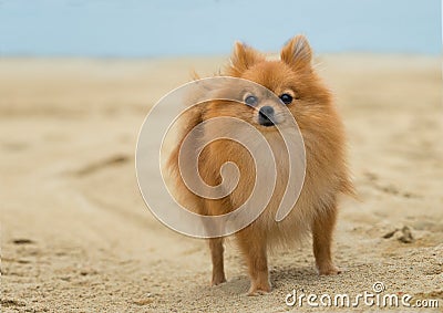 A beautiful female pomeranian dog Stock Photo