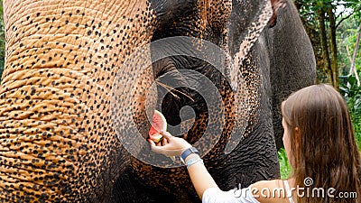 Beautiful young female tourist feeding indian elephant with fruits in national park Stock Photo