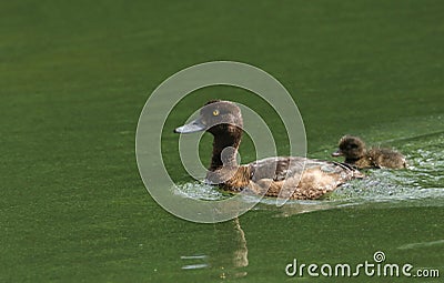 A beautiful female Tufted Duck Aythya fuligula swimming in a river with her cute baby. Stock Photo