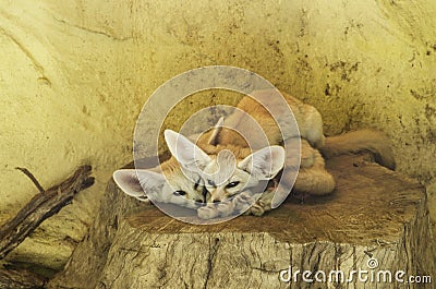 Beautiful fennec foxes Stock Photo