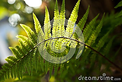 Beautiful fern in dense forest Stock Photo