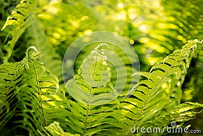 Beautiful fern leaves with fiddleheads green foliage natural floral fern bush background in sunlight. Stock Photo