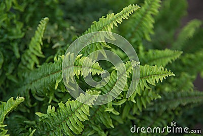 Beautiful fern leaves green foliage in a garden. Natural floral fern background. Stock Photo